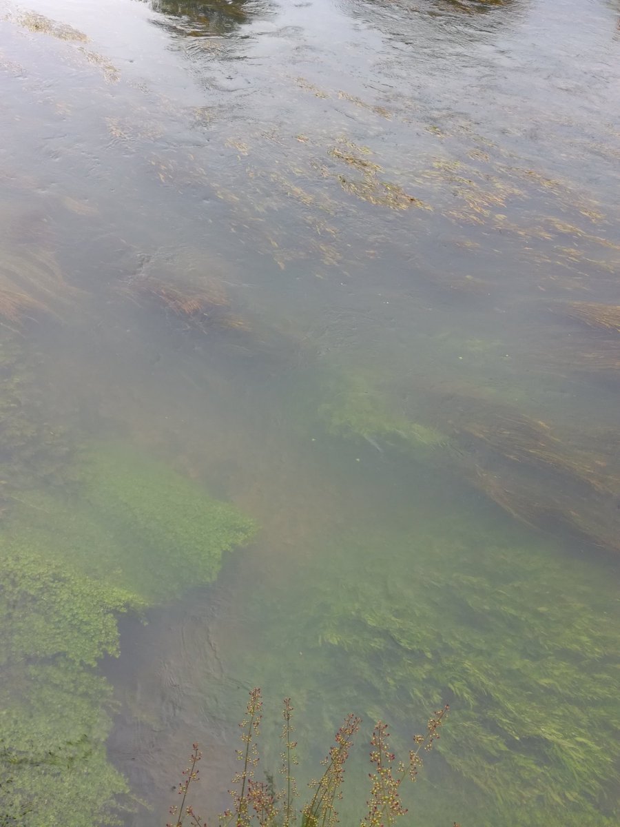 sedget's tweet photo. #Touvre l'eau est teintée et charrie feuilles et plantes aquatiques.bla pêche à vue semble compromise pour quelques jours. Mais la pluie fine fait sortir le nez des poissons. https://t.co/0f3ZrRVbxe