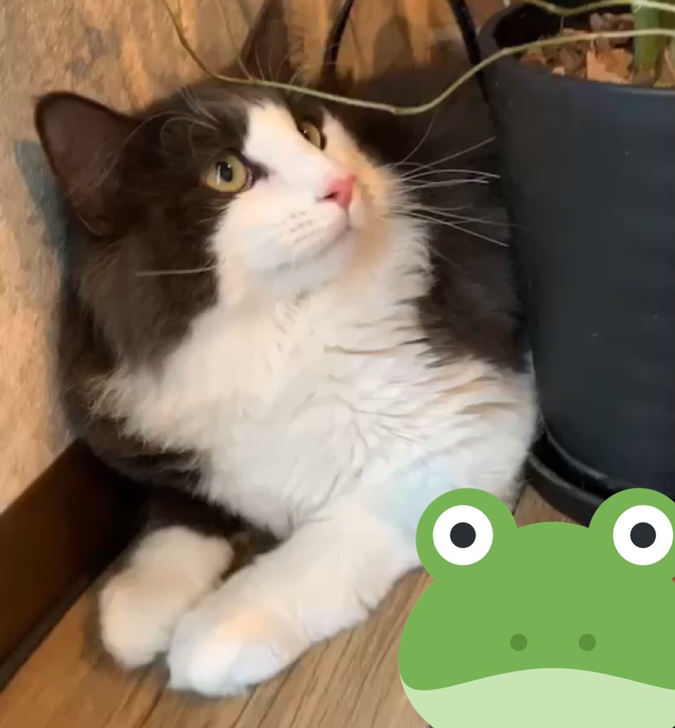 neginyan0717's tweet photo. いけめんだよなあ😍

 #ノルウェージャン
 #猫のいる生活
 #猫好きさんと繋がりたい https://t.co/Ko1AMNbxt0