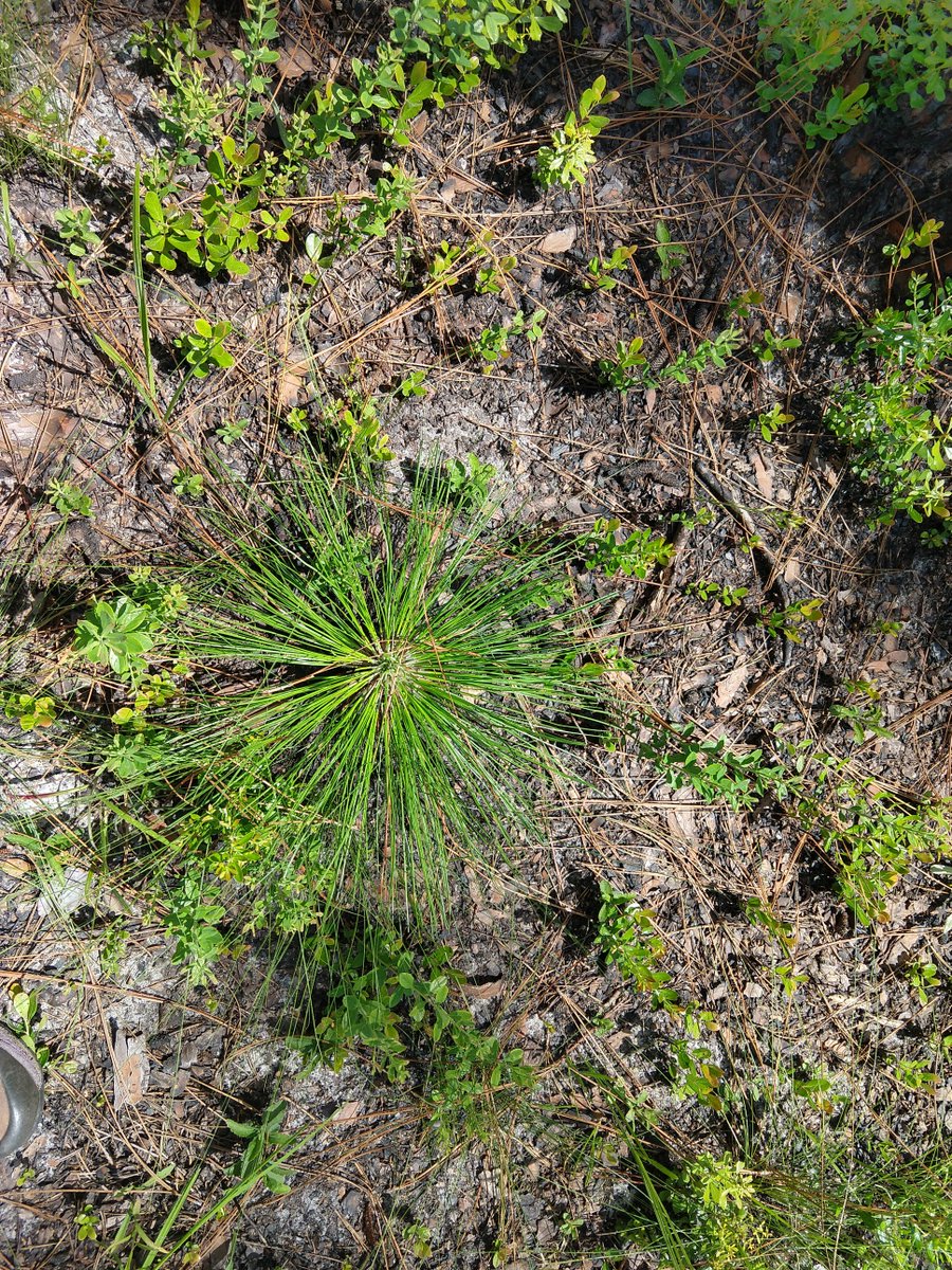 UGATreePhysLab's tweet photo. Native wiregrass site in southwestern Georgia #ichauway #longleaf #llp #grassstage #rocketstage #photosynthesis #treephys https://t.co/WOxcqNaAKJ