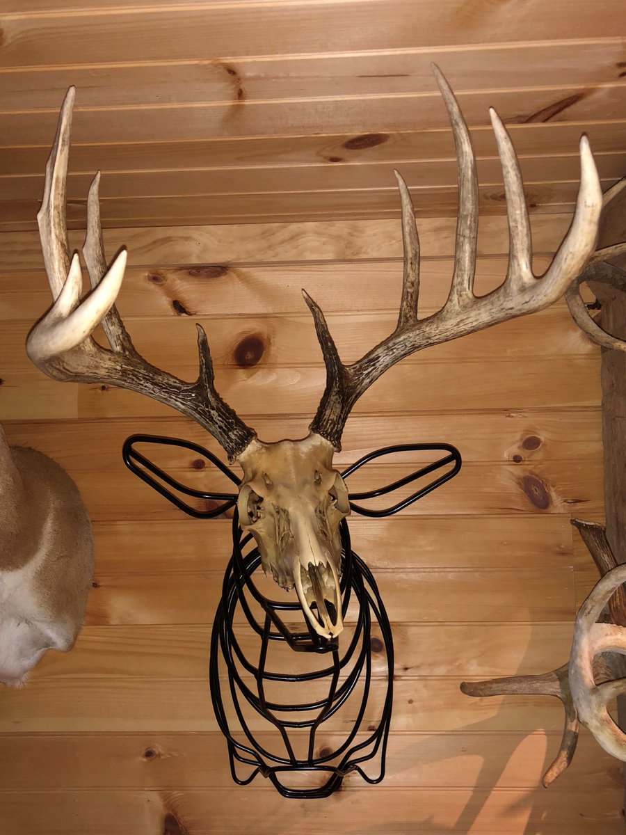 SPORTSMANchnl's tweet photo. Still unsure what to do w/ that buck you shot, or deadhead you found? Check out this cool idea by @thepennsyltuckyboys (IG) with their American Steel Deer Mount! - @bigbuckpw
What do you think of this mount? #IAMSPORTSMAN #deer #deermounts #deadheadmount #skullmount https://t.co/YrtGbiLeLL
