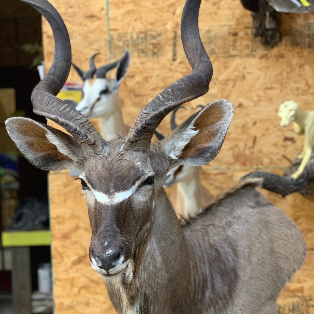 BACKYARDTax's tweet photo. Check out those ears! 👂 #backyardtax https://t.co/Vi3kvu0U46