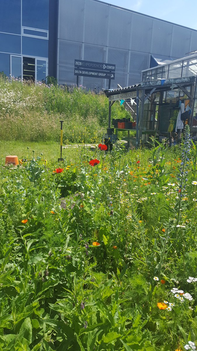 SMeergroen's tweet photo. Akkerkruidenrand bij moestuin /  #voedseltuin op bedrijvenpark @Park2020NL. Vandaag ook weer mensen van het Europese hoofdkantoor van #Danone op bezoek. #duurzaamheid https://t.co/v5J0yUfg1B