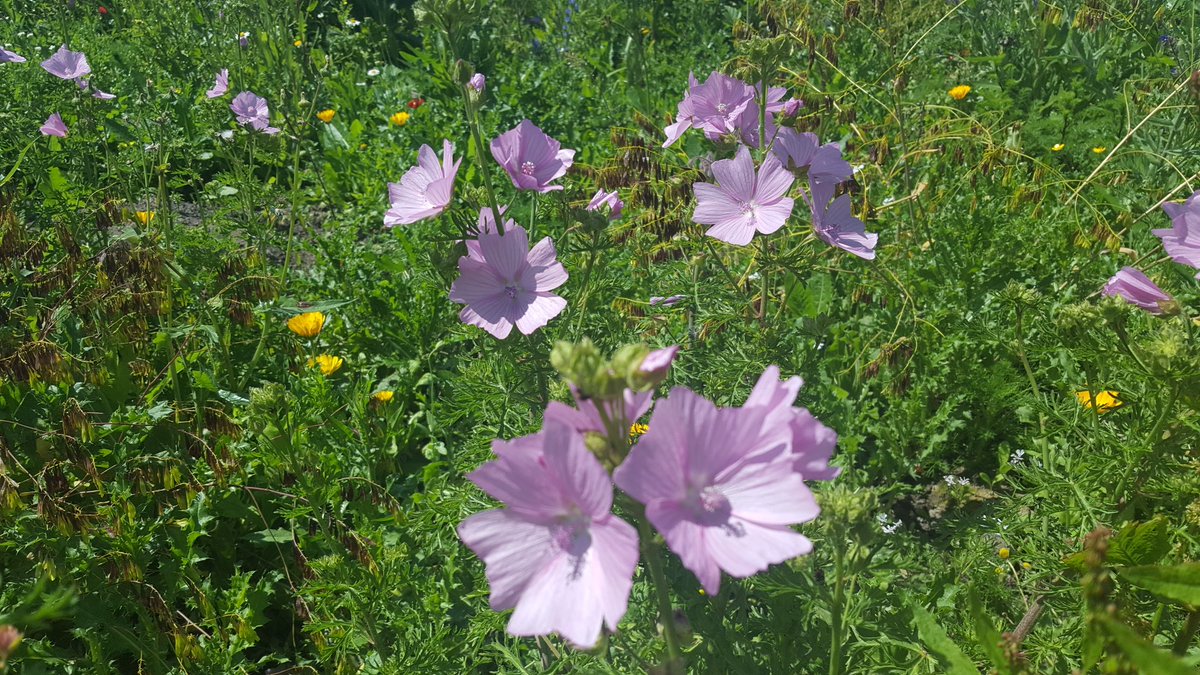 Akkerkruidenrand bij moestuin /  #voedseltuin op bedrijvenpark <a href="/Park2020NL/">Park20|20</a>. Vandaag ook weer mensen van het Europese hoofdkantoor van #Danone op bezoek. #duurzaamheid
