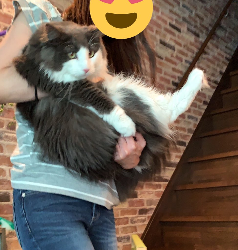 neginyan0717's tweet photo. ままのままに抱っこされる、るる王子👑💕ぼやぼや😣

 #ノルウェージャン
 #猫のいる生活
 #猫好きさんと繋がりたい https://t.co/CFlMDKVSSO