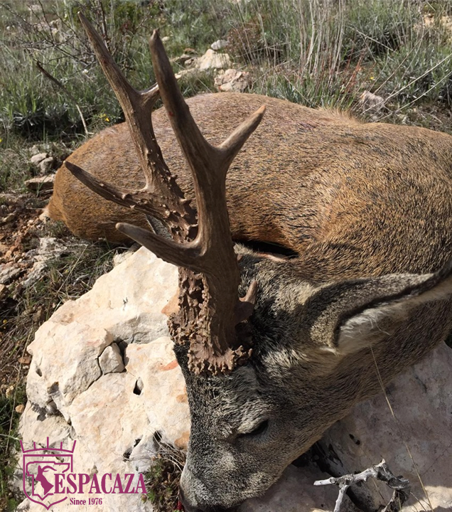 ESPACAZA's tweet photo. Nice Roe deer harvested by one of our clients. Congratulations!!!
#espacaza #roedeerhunting #hunting #caza #hubt #chasse #jagd #conservationthroughhunting #cazayconservacion #corzo #steyrarms #leupoldoptics https://t.co/FNNOBB72jA
