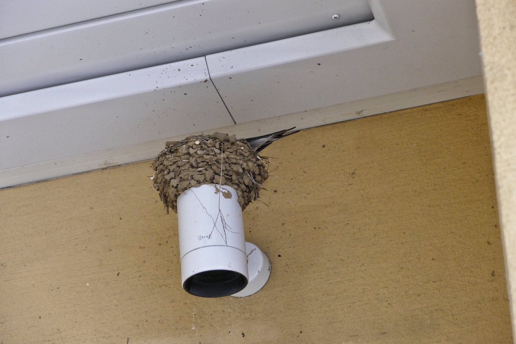 N01 市が尾 駅ビルのツバメ 通行の邪魔にならないよう早朝に行ってみた 東口エスカレーター上の照明ドーム右隅に尻尾が見え 中央にもう1羽居て抱卵中 花屋さん横に可愛い子ツバメが4羽 蕎麦屋さん前に尻尾が見えここも抱卵中 そば屋前は空でした