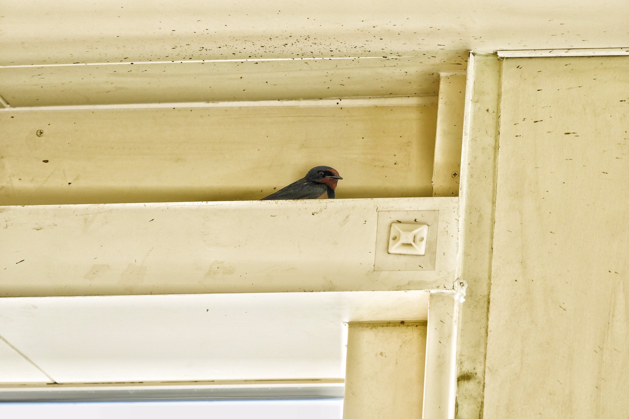 N01 市が尾 駅ビルのツバメ 通行の邪魔にならないよう早朝に行ってみた 東口エスカレーター上の照明ドーム右隅に尻尾が見え 中央にもう1羽居て抱卵中 花屋さん横に可愛い子ツバメが4羽 蕎麦屋さん前に尻尾が見えここも抱卵中 そば屋前は空でした
