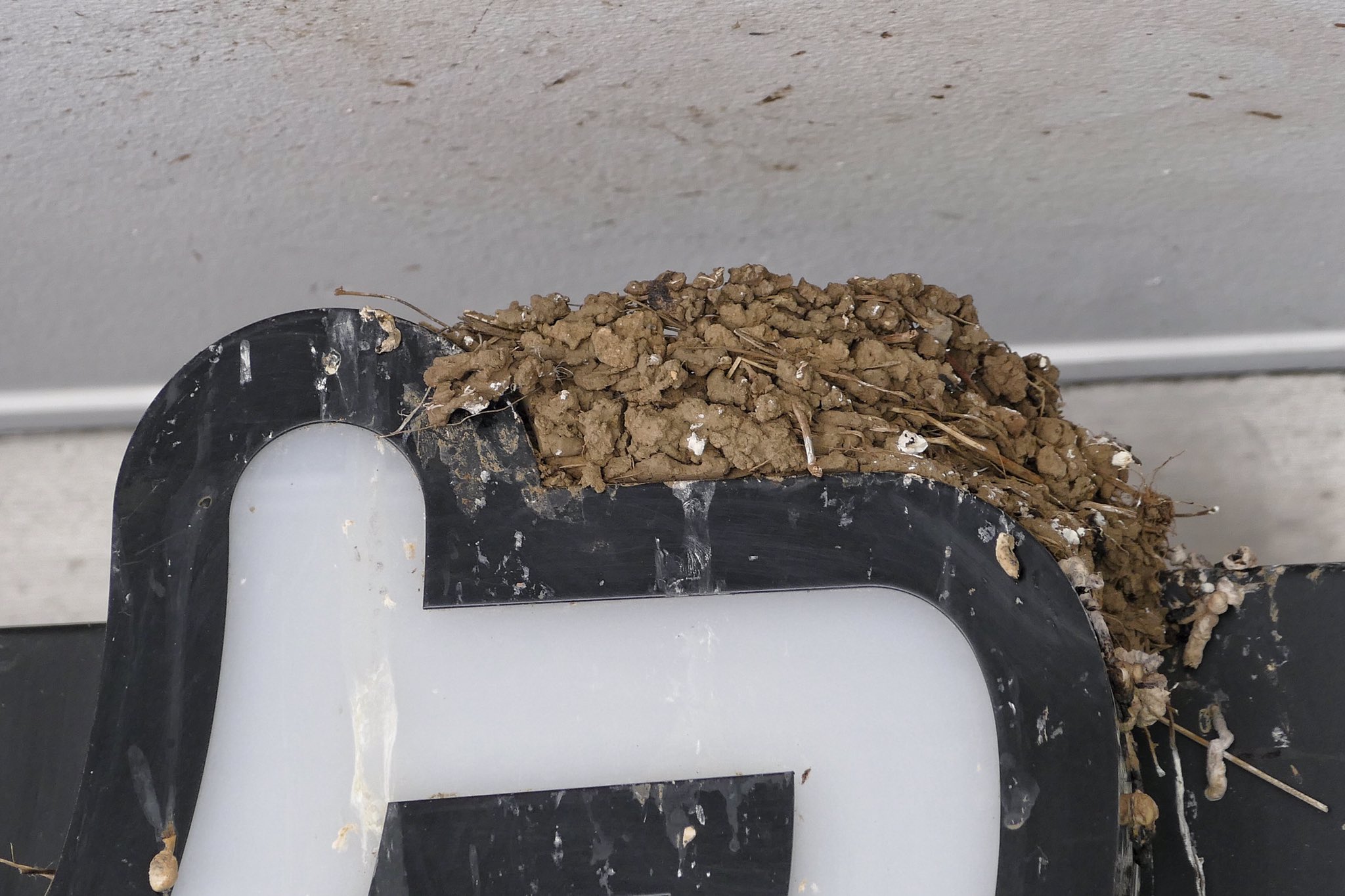 N01 市が尾 駅ビルのツバメ 通行の邪魔にならないよう早朝に行ってみた 東口エスカレーター上の照明ドーム右隅に尻尾が見え 中央にもう1羽居て抱卵中 花屋さん横に可愛い子ツバメが4羽 蕎麦屋さん前に尻尾が見えここも抱卵中 そば屋前は空でした