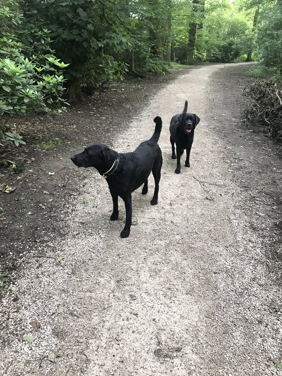 andywright2159's tweet photo. Busy 12hr night shift with a decent bunch pulling their weight. The first brew 1900hrs second one 0530hrs π©π© fools thieves drink drivers all on the roads with a full moon! Straight out with these two 4 miles before bed. Good job I love em #labradours https://t.co/XoPdGEHMIU