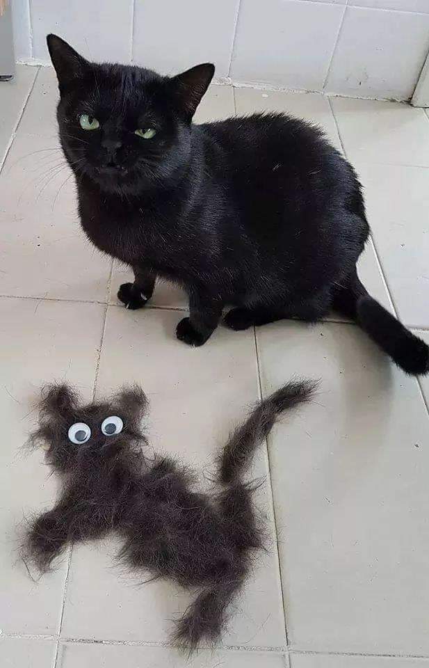 A l'estiu les nostres mascotes també passan calor.Un bon raspallat li lliurarà del pèl mort, farà que circuli l'aire pel seu cos i evitem que se li formin boles de pèl a l'estomac.
 Del gat de la foto ha sortit un altre gat, quants gats creus que sortiran quan raspallis al teu?😅