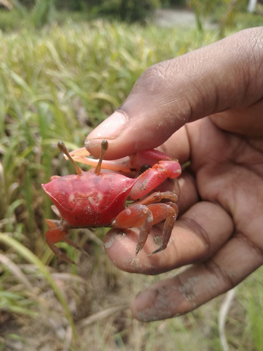 marketingBest2's tweet photo. Red Crabs, https://t.co/Kv8xBrTwQm