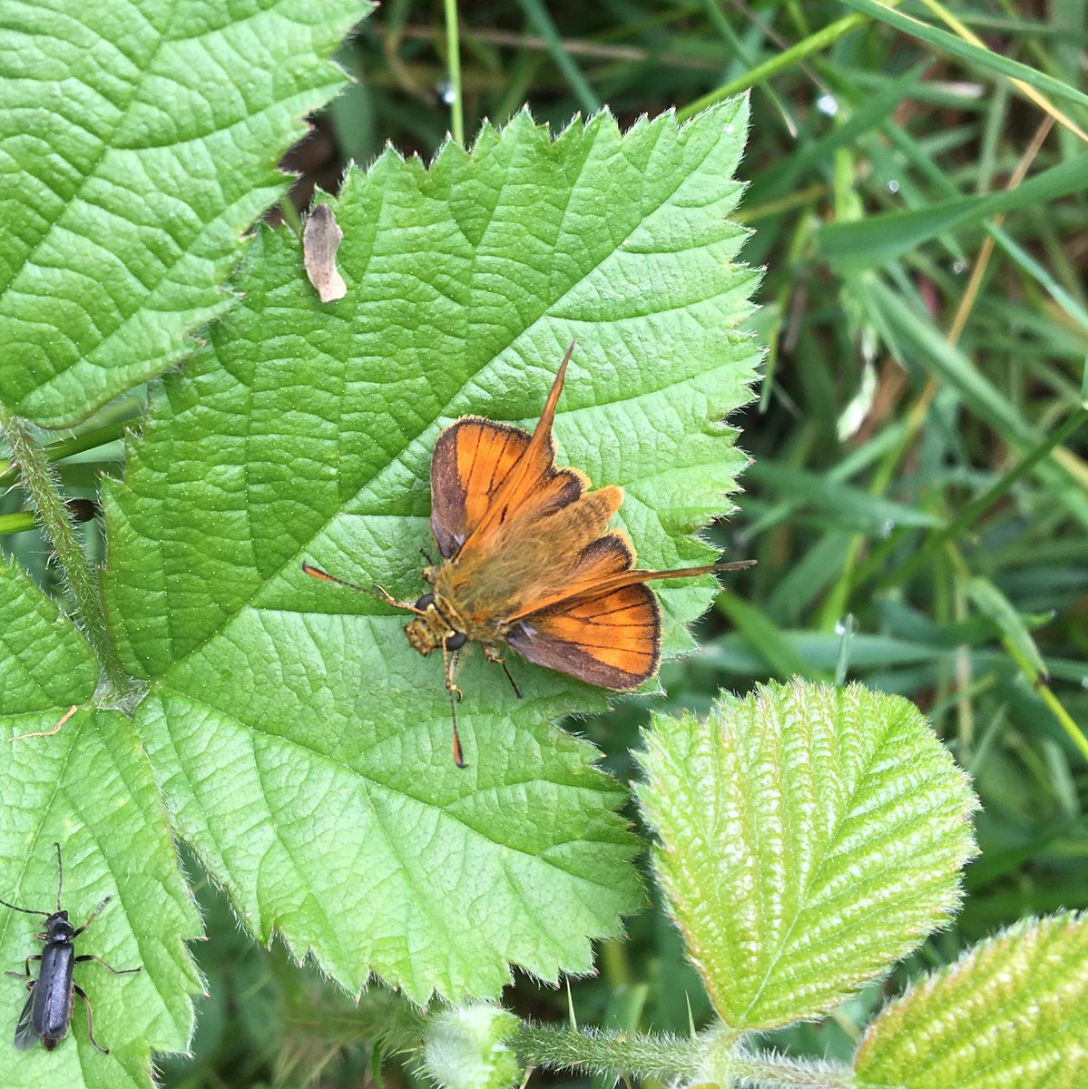 ElliottHBurns's tweet photo. Skipper butterflies can be easily distinguished from other families by their angled fore wings. This small skipper (Thymelicus sylvestris) could be confused with the Essex skipper but differs it lacks their black tipped antenna! #butterfly #nature https://t.co/oaBSi3thRj