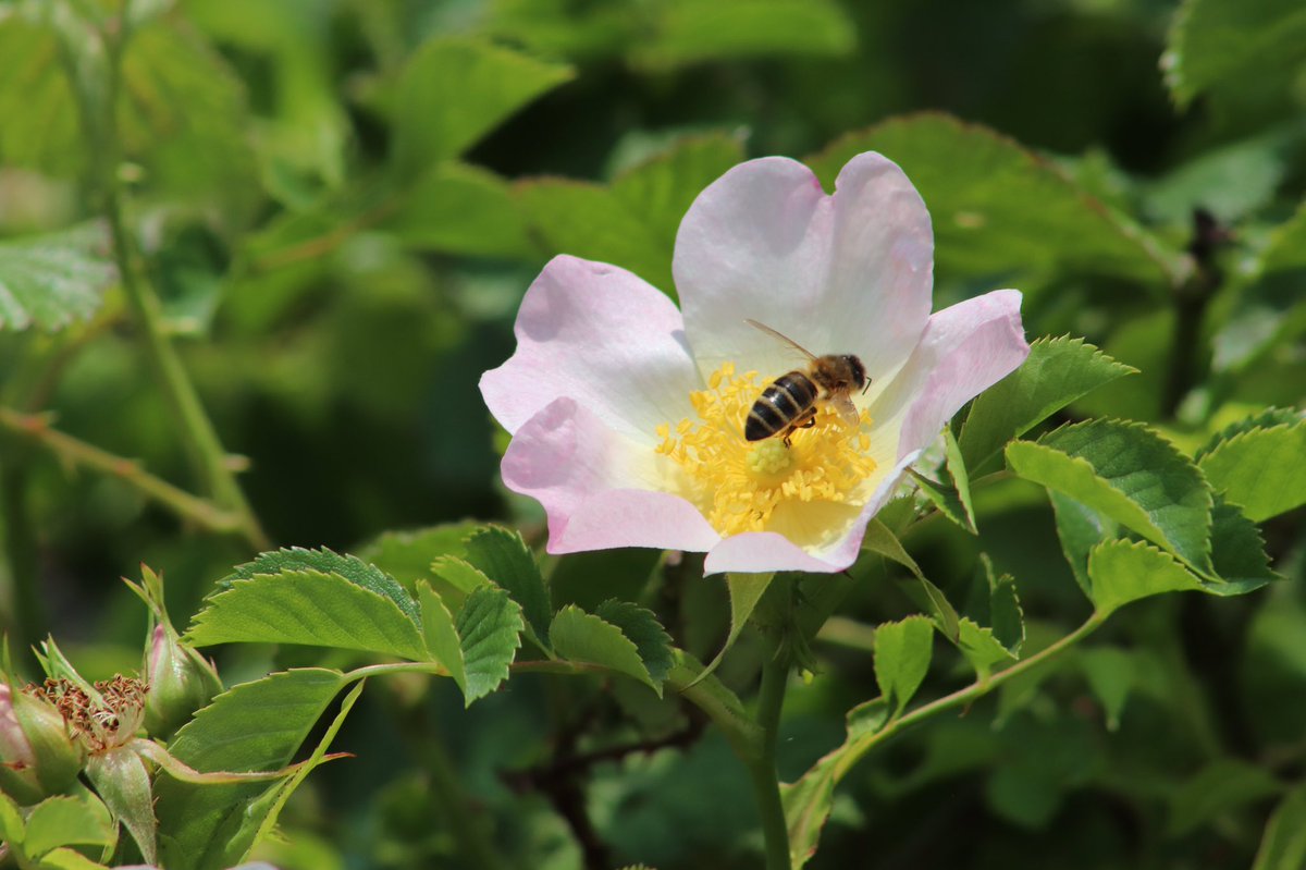 _pic_artist's tweet photo. A bee 🐝 https://t.co/4uOJiQkagz