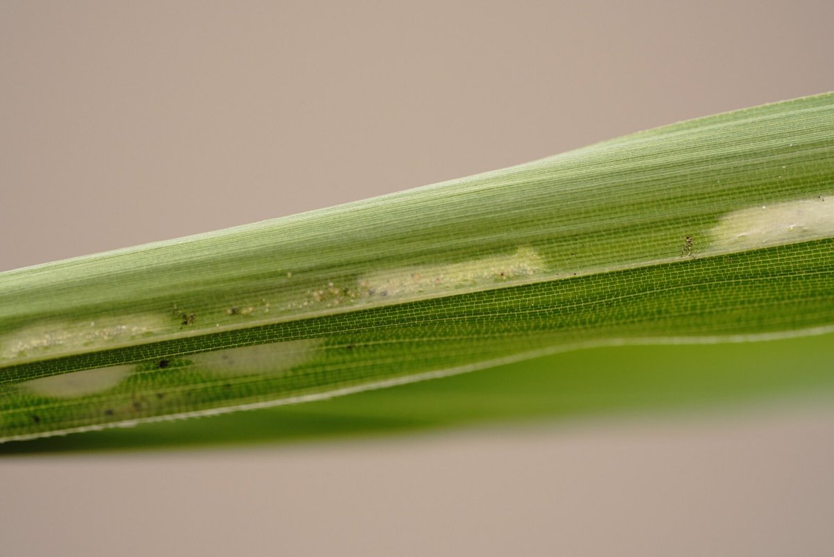 Mouuuusa 笹の葉が変色してる 裏側は糸で覆われた中にダニがいる