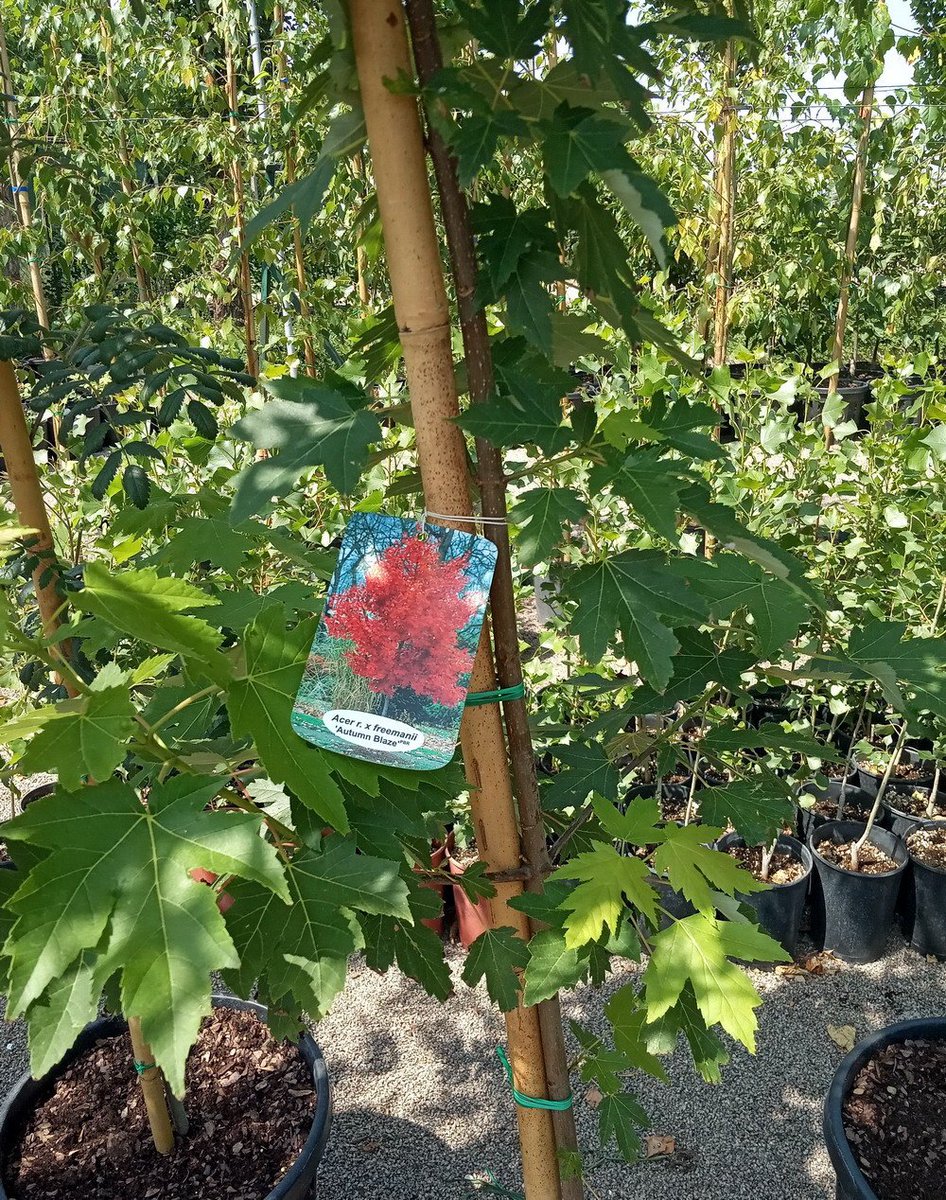 FlorexU's tweet photo. Клен Фрімана Autumn Blaze
Висаджений у контейнер Air-Pot

Надійде у продаж наприкінці літа 2019 року.
Але зарезервувати товар можна вже зараз.

#саджанцідерев, #декоративнедерево, #декоративнірослини, #розсадникдекоративнихрослин, #рослинивконтейнерахAirPot, #алейнідерева https://t.co/bVMqBB8iLf