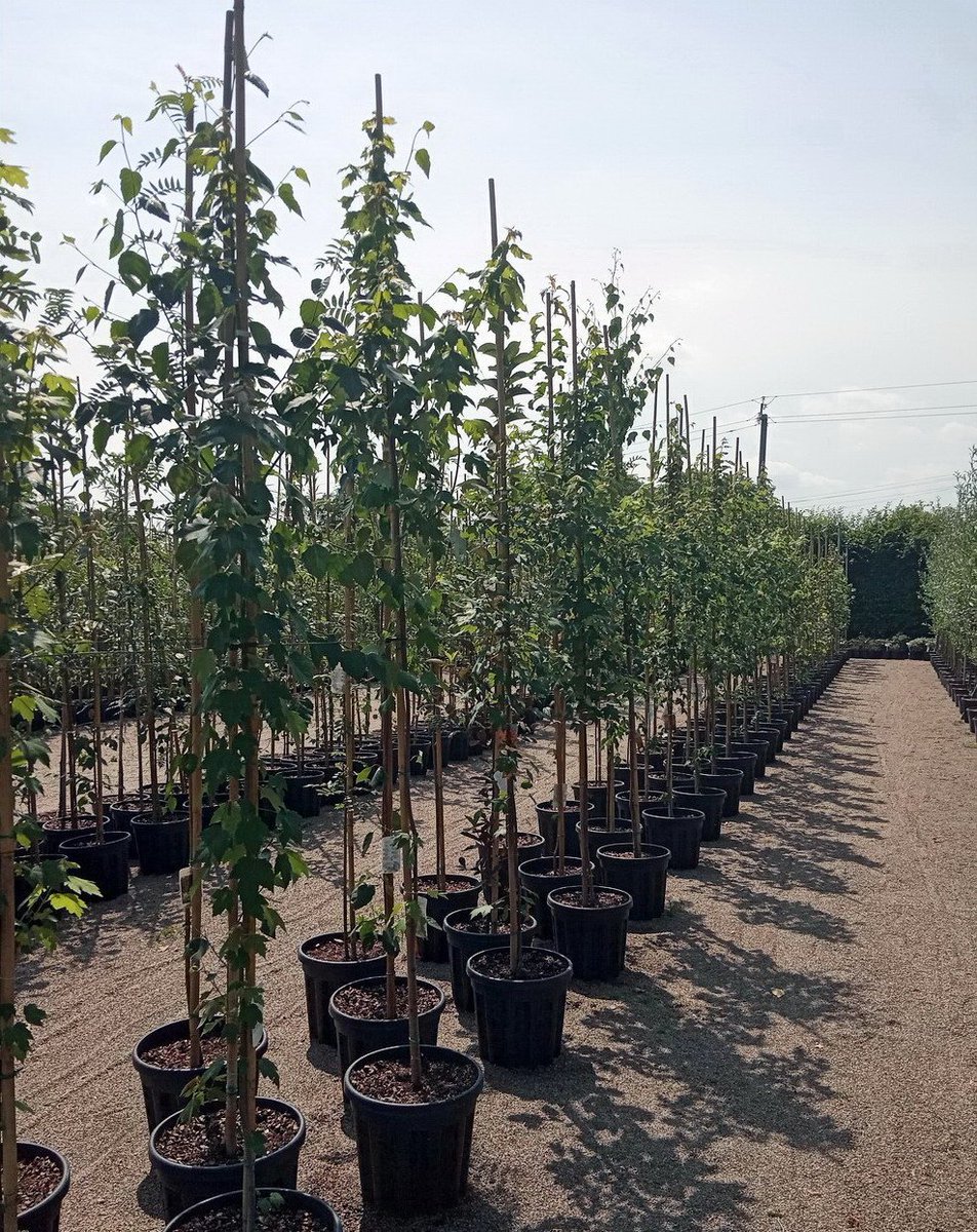 FlorexU's tweet photo. Клен Фрімана Autumn Blaze
Висаджений у контейнер Air-Pot

Надійде у продаж наприкінці літа 2019 року.
Але зарезервувати товар можна вже зараз.

#саджанцідерев, #декоративнедерево, #декоративнірослини, #розсадникдекоративнихрослин, #рослинивконтейнерахAirPot, #алейнідерева https://t.co/bVMqBB8iLf
