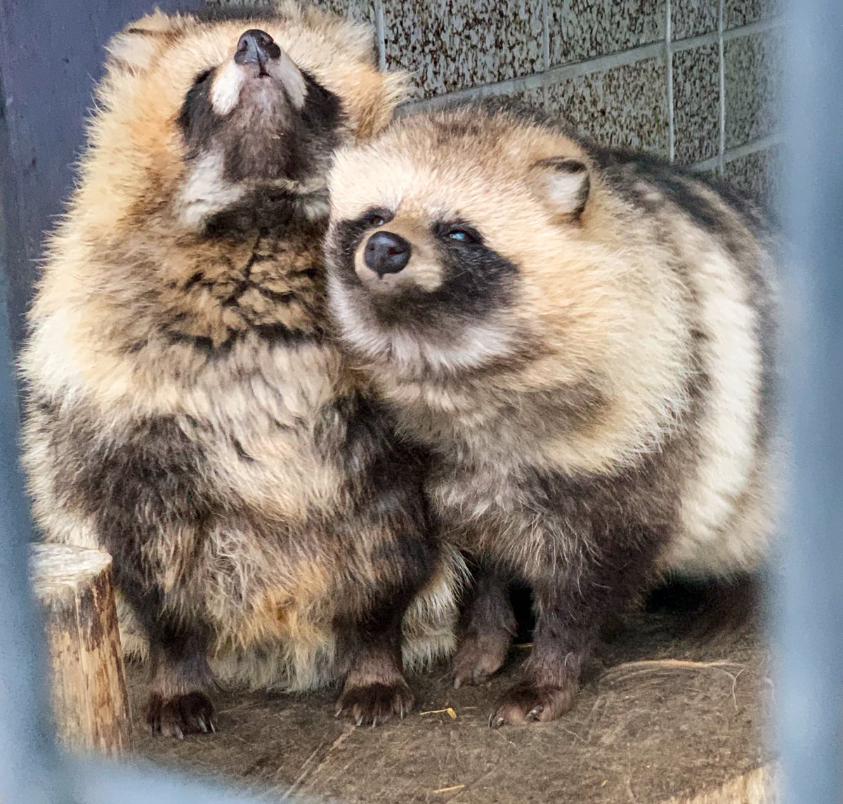 おびひろ動物園 公式 仲良く寄り添うタヌキ達 北海道新聞さんで紹介されました T Co 3ubakizmro おびひろ動物園 エゾタヌキ Raccoondog Tanuki 今日のたぬき