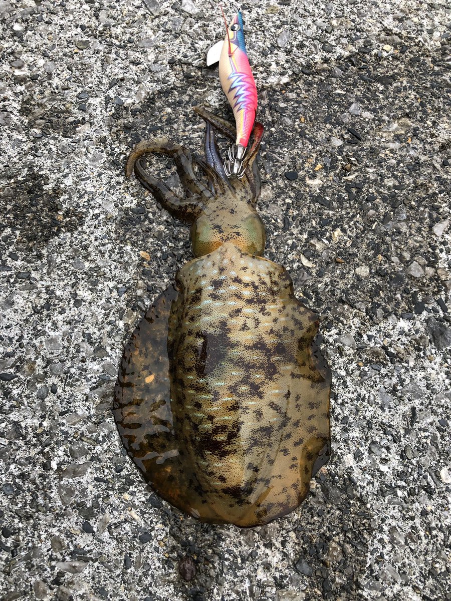 エギ 王 ライブ サーチ