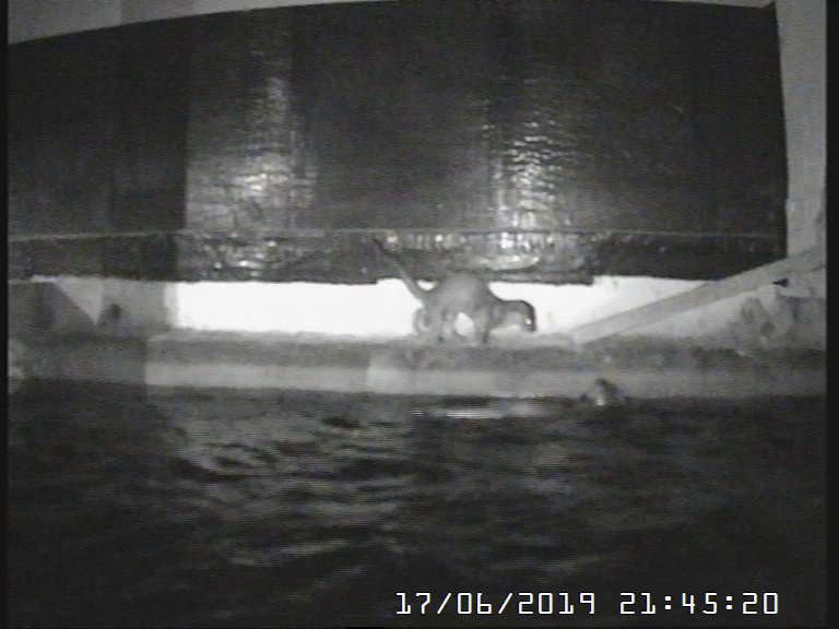 WCMOtters's tweet photo. The solo otter and travelling twosome are still around... https://t.co/kp28oM7TjA