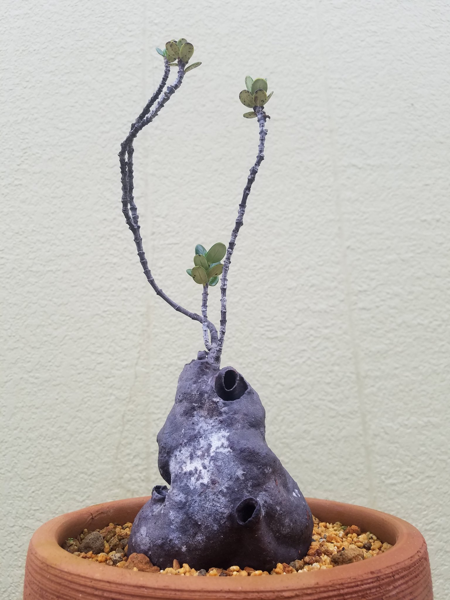 【アリ植物】伊藤蟻植物農園⭐︎ Hydnophytum. aff. ovatum Ant plants – STRINGEPLANTS