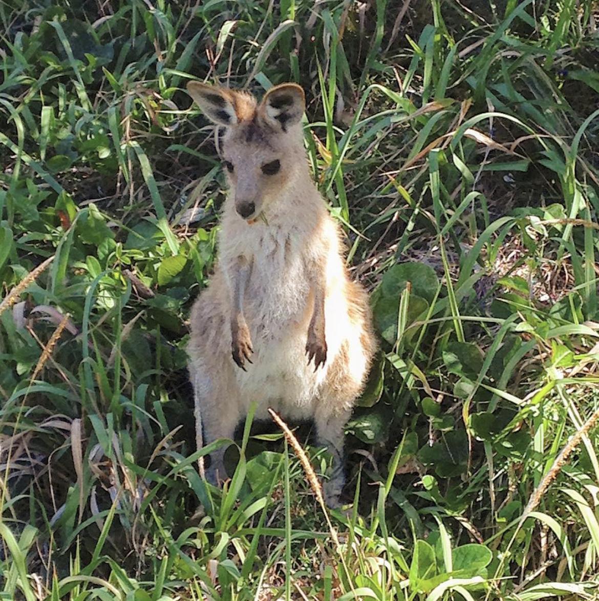 NorthStraddieIs's tweet photo. We just fell in love 🙊Yes, your chances are actually pretty good to see a baby roo at #Straddieis. Thanks to emma_.caroline for capturing this little cutie 😍
⠀⠀⠀⠀⠀⠀⠀⠀⠀⠀⠀⠀ ⠀⠀⠀⠀⠀⠀⠀⠀⠀⠀⠀⠀ ⠀⠀⠀⠀⠀⠀⠀⠀⠀⠀⠀⠀
📷: emma_.caroline https://t.co/81E7lsOINM