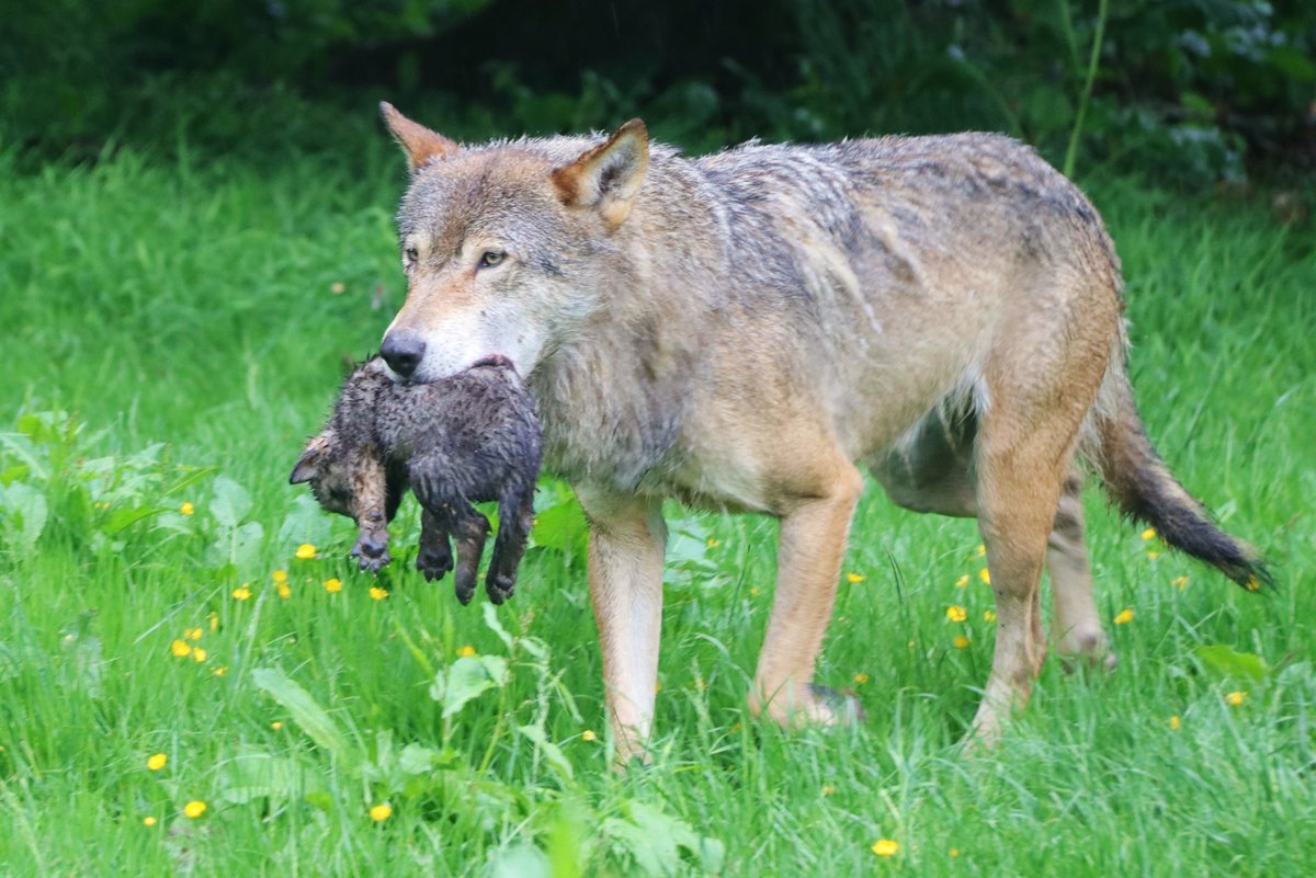 Longleat's tweet photo. Eeeee! You might’ve seen already but we’re excited to announce our newest 7 additions to the Wolf pack! Cute or what? 😲 😍 #wolfpups #longleat https://t.co/0uyywG4s9I