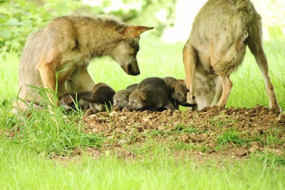 Longleat's tweet photo. Eeeee! You might’ve seen already but we’re excited to announce our newest 7 additions to the Wolf pack! Cute or what? 😲 😍 #wolfpups #longleat https://t.co/0uyywG4s9I