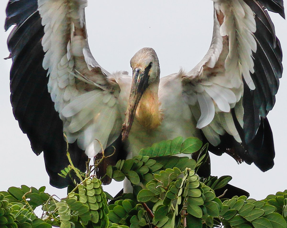 Asian Openbill just back from a walk round the local rice fields. Not much doing but this bird alighted in a tree very near me. Now I missed the right wing tip out of the frame but I rather like this crop of what is not exactly a handsome Stork. <a href="/Avibase/">Avibase (Denis Lepage)</a>