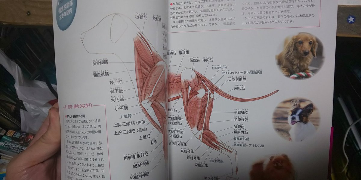 横尾公敏 犬のツボの本やマッサージの本が結構 面白いです 骨格や筋肉の細かい図での解説もあるので犬の構造もわかります 場所によってはハチがトロ としたりする