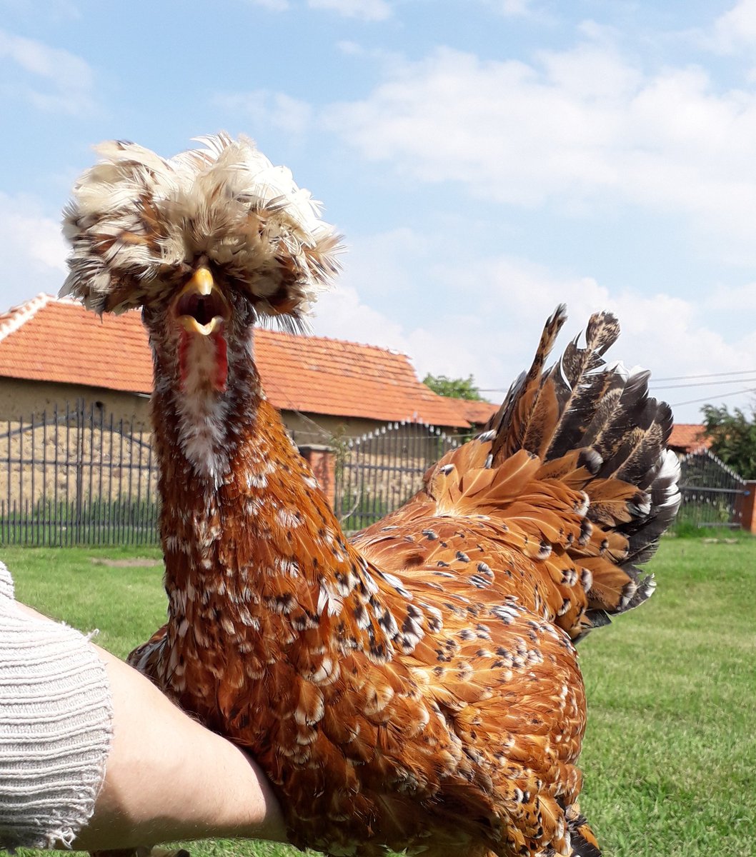 #eMira💕 #Tringjyrshet #Tringjyrshetkosov #pulatkosov #chickenskosovo #chickens #chickensaspets #lovemychickens #chickensofinstagram #backyardpoultry #chickensofig #backyardchickens #chickencoop #petchickens #hensofinstagram #chickenlove