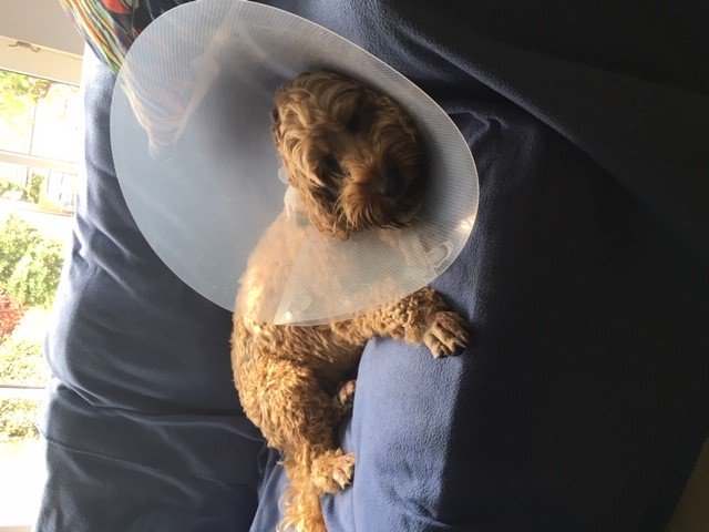 WorldOfCrumble's tweet photo. I am a little under the weather. I have poorly toes. I am being brave and fearless. I need treats (obvs). I will be fine, but I want you to know, that despite my stoic good humour and adorable vulnerability, I hate this f*cking cone https://t.co/1vGRsef9yy