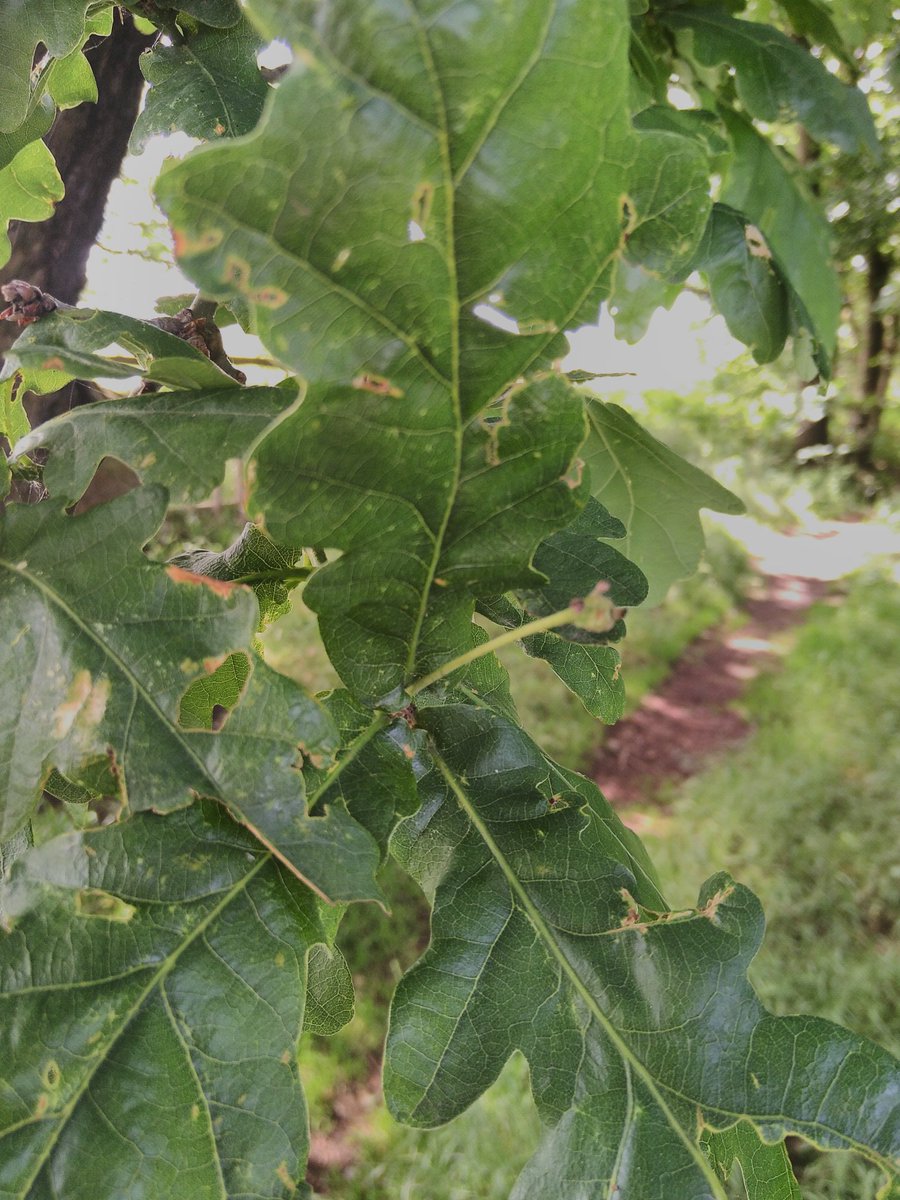 Even tho part of me is decaying I'm still full of life and growing some new acorns #ancienttree <a href="/AncientTreesATF/">Ancient Tree Forum</a> <a href="/Safernoc934/">Jill Butler 🌳💚🧩</a>