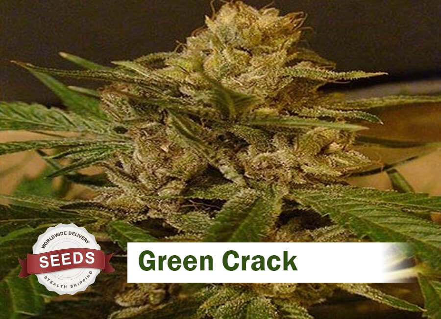 Midweeksong's tweet photo. Do you really need or require Blackberry Cannabis Seeds which are also available for sale online in USA.  Midweek Song is particularly famous for handling such products. #AutofloweringSeedsForSaleinUSA #BestCannabisSeeds #BuyKushSeedsForSale https://t.co/kR1Icm1nU7 https://t.co/5TFD7QXu5V