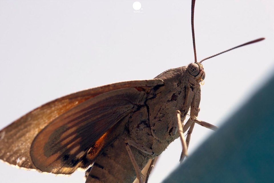 RondPoint_'s tweet photo. •Paysandisia archon. Papillon tueur de palmier.

#macro #macrophotography #canonphoto #photooftheday #nature #natgeo #invertebrate #rondpoint #photography #photo  #France #love #butterfly #papillon #marseille #frioul #500px #naturelovers https://t.co/CqNEEj4Xtk
