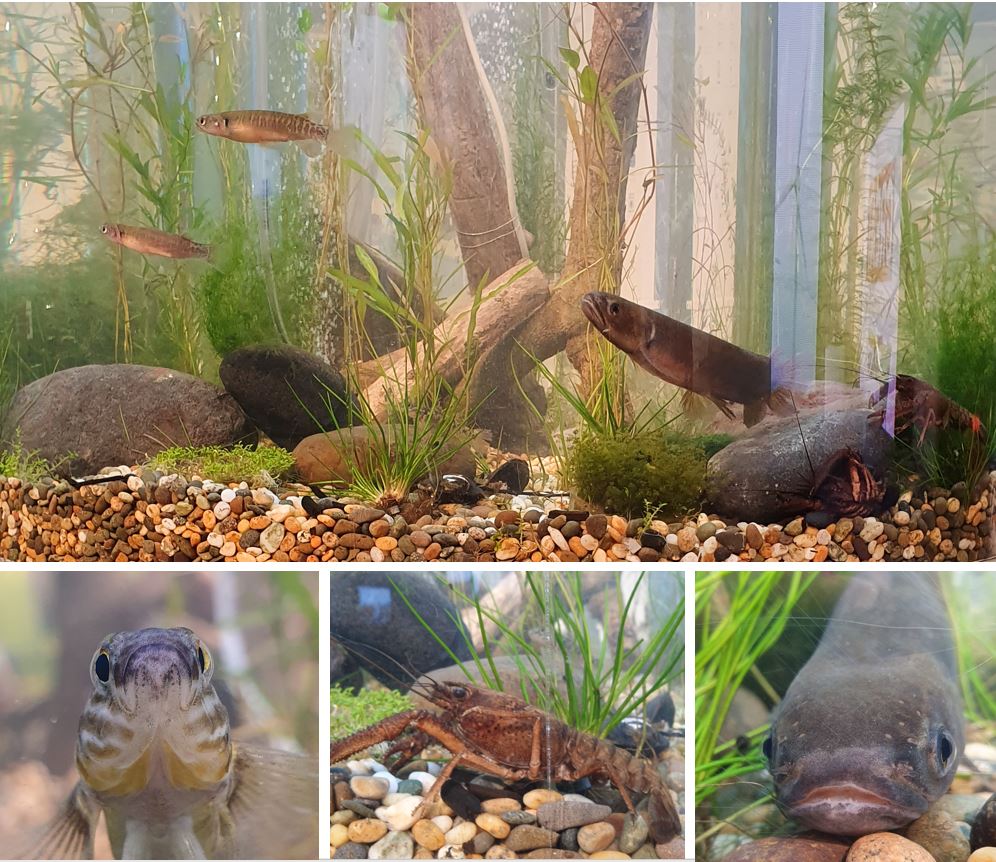 traceyburtonnz's tweet photo. Proof that an all native freshwater aquarium using NZ native plant and fish species can look awesome! No need for introduced species here. 
📷@niwa_nz display. #MacrophyteMonday https://t.co/zx8lWYQeoQ