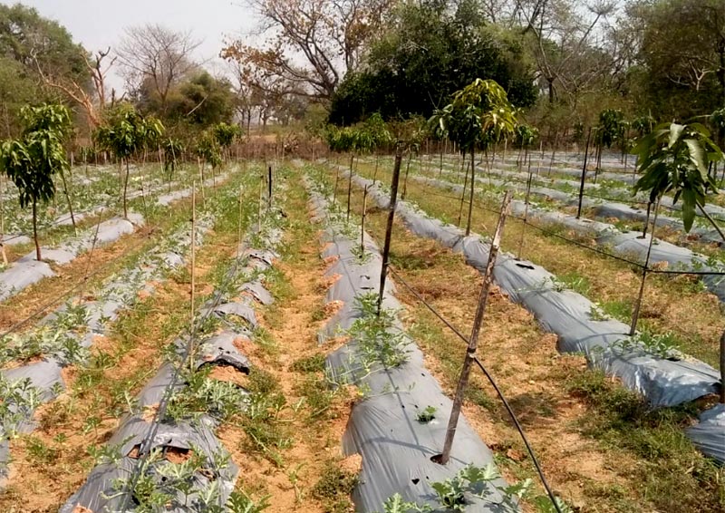 Sweet taste of success : #Jharkhand was not particularly known for watermelon production until this year... Now with our #LakhpatiKisan initiative, the farmers’ cumulative income skyrocketed to Rs. 1.29 crore until May.  #SmartVillages tatatrusts.org/article/inside…
#Impact #Agriculture