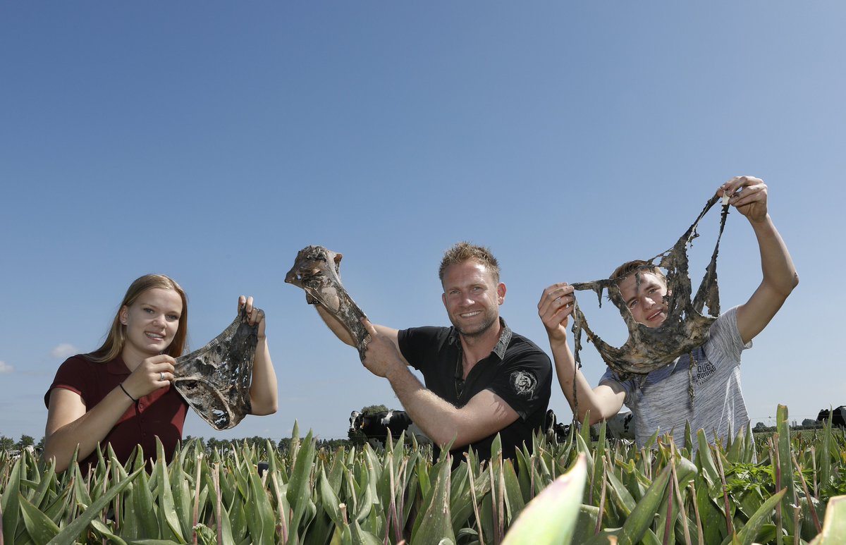 En zo kwamen de onderbroeken en het rompertje bij tulpenkweker Boer Tom uit de grond. Test geslaagd: gezonde bollengrond met een actief #bodemleven! Heb jij 'm al opgegraven? #bestegrond #soilyourundies2019nl #bloembollen #KAVB @ClusiusCollege #biodiversiteit #duurzaamheid
