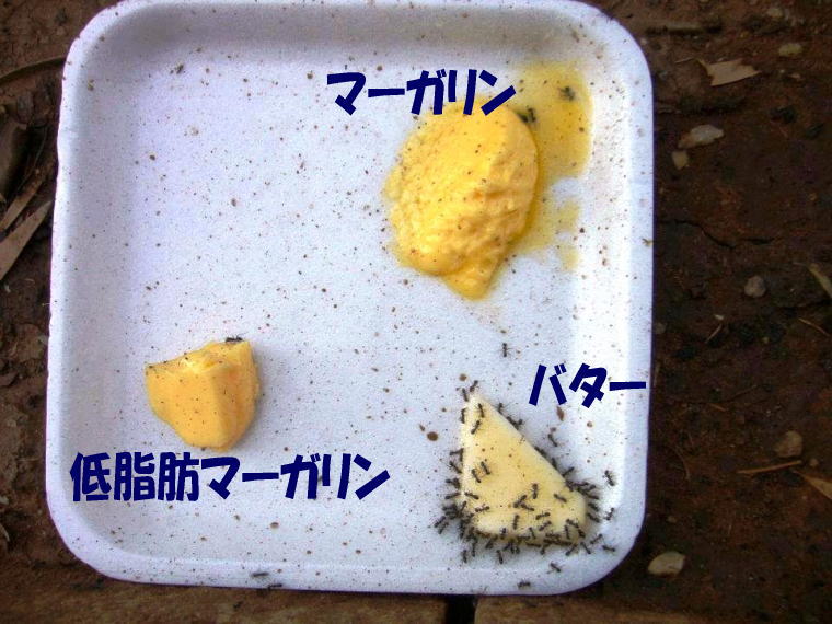 Kura 蟻たちはマーガリンを食べ物と認識してない T Co Uctmsn7pvo Twitter