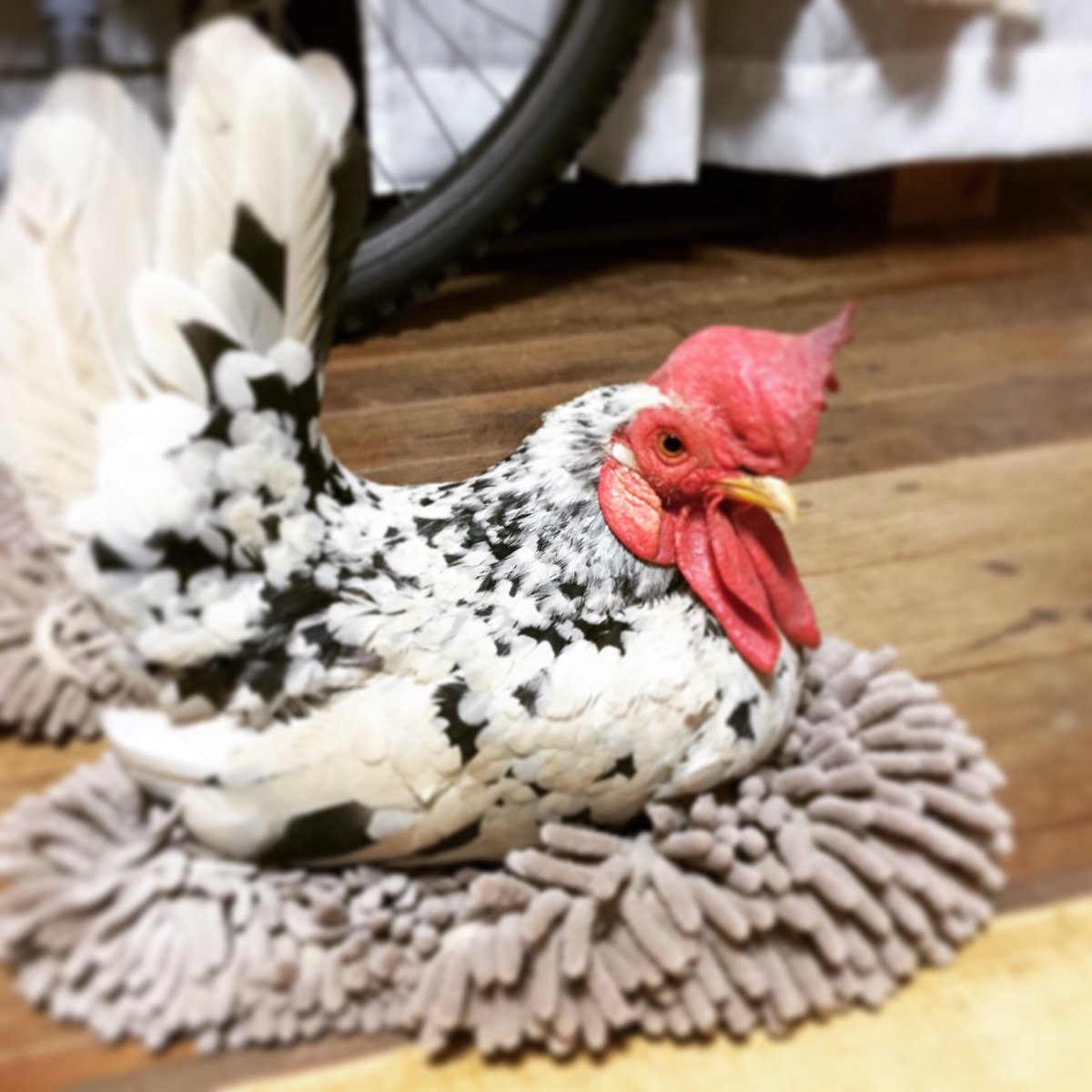 お掃除してます🐓