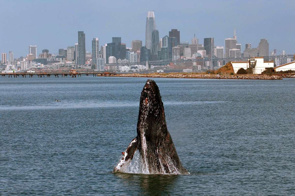 Benioff's tweet photo. Anyone know which way Salesforce Tower is?  Great photo by Susie Kelly. https://t.co/OL2x2yScet