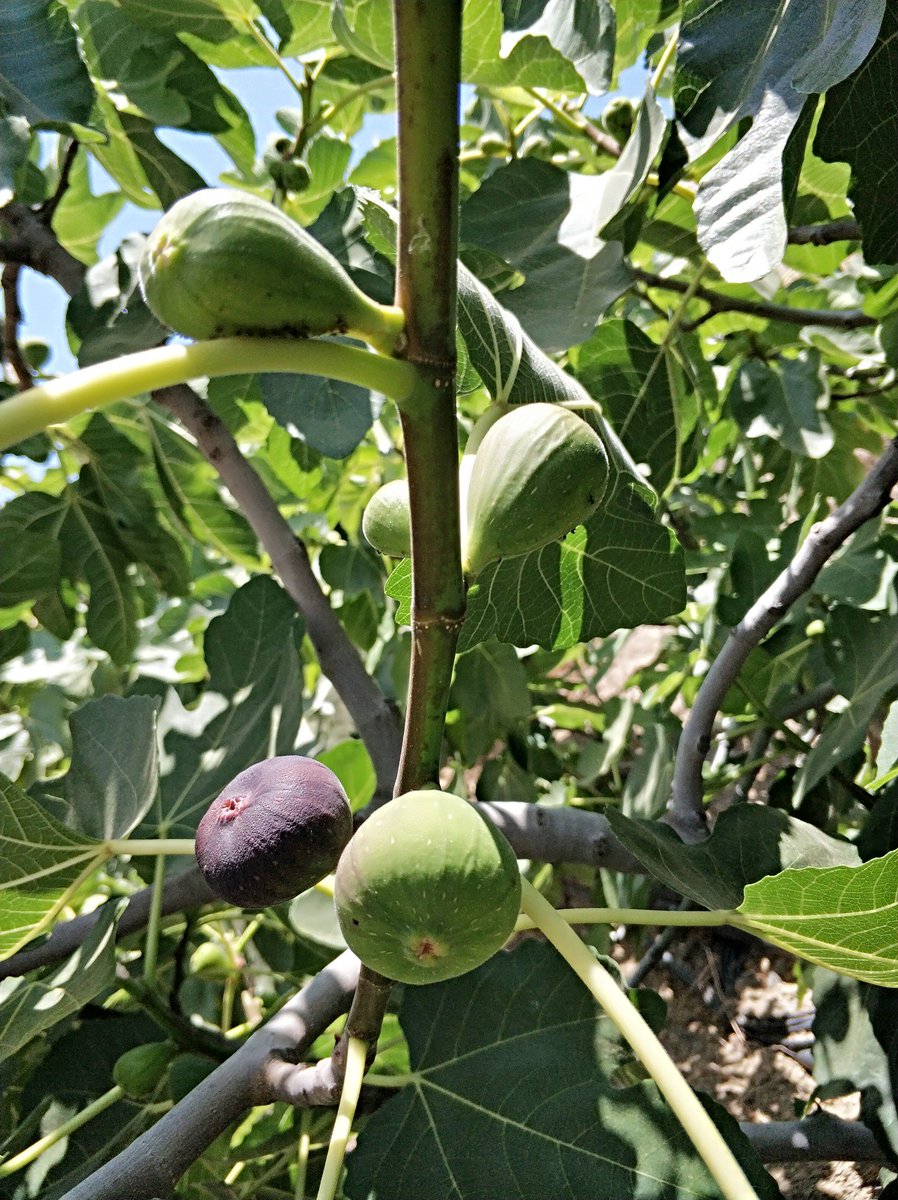 Hola! Cada vez queda menos para que llegue el verano y sus #deliciosas #frutas de #temporada. Así están hoy las #higueras en #LaHuertaDePancha #FelizMartes 😊