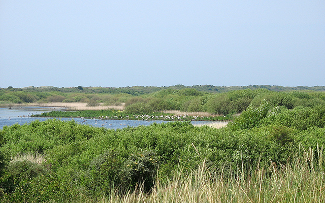 Ga mee met de excursie van <a href="/staatsbosbeheer/">Staatsbosbeheer</a> en ontdek al struinend welke verschillende #vogelkolonies zich bevinden rondom #deGeul! >>
npduinenvantexel.nl/31244/doen/exc…