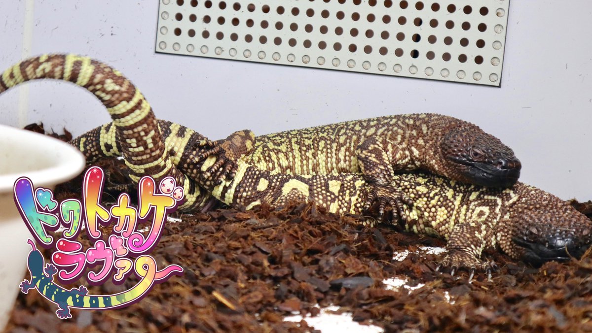 ドクトカゲラヴァー メキシコドクトカゲ Mexicanbeadedlizard Helodermahorridum ドクトカゲラヴァー ドクトカゲラヴァー メキシコドクトカゲ Mexicanbeadedlizard Helodermahorridum ドクトカゲラヴァー