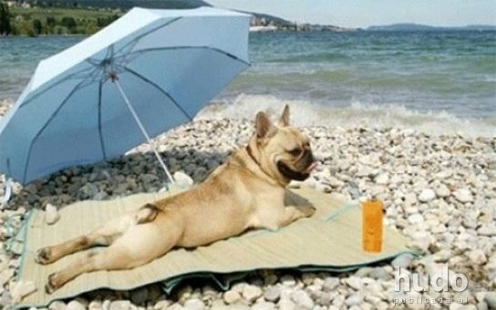 És el moment de planificar les vacances d’estiu. Pensa en tots els membres de la família. De segur que les teues mascotes no dubten a anar-se’n amb tu a l’altra part del món. #NoElsAbandones este #Estiu2019, inclou-les en els teus plans.
We 💛 els animals.