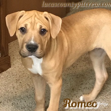 tricop's tweet photo. Meet ROMEO! Up for adoption at Lucas County Pit @LCPitCrew 4 months old, crate trained, almost potty trained, and loves other dogs and kids too.....Share his news, he is looking for his forever home!  :)  SATURDAY 12-2  JUNE 22             PET SMART ADOPTION EVENT HOLLAND OH https://t.co/B2QaPXF8cA