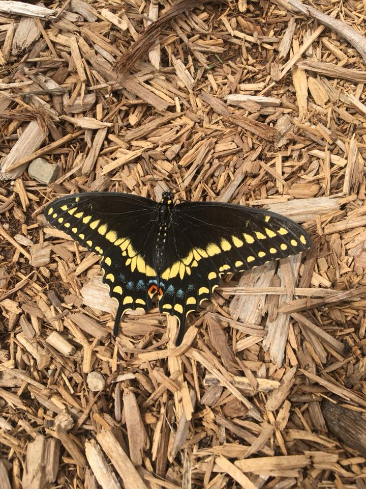 Celebrate the power of pollinators at the Butterfly Festival this weekend! June 22 and 23, 10 AM to 4 PM, Jefferson Farm &amp; Garden @MUResearchCtr calendar.missouri.edu/event/butterfl… This family-friendly event is free and open to the public. 🦋🦋🦋