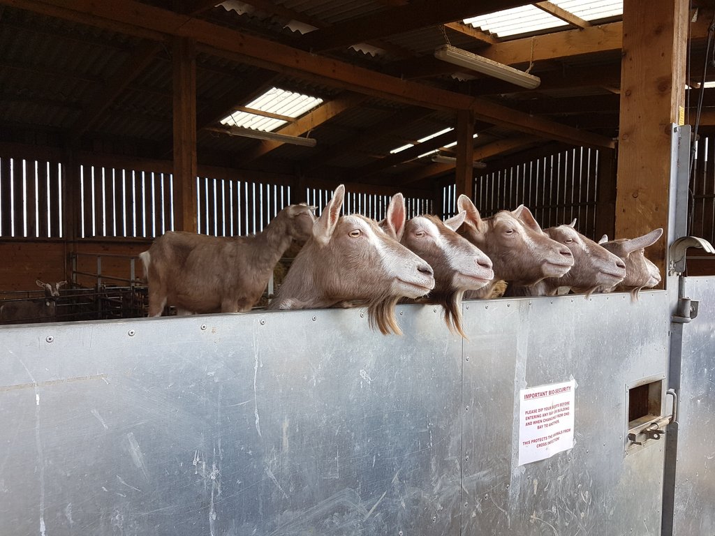 Wonder what they're looking at?
Anyone want to caption this one for us? 😀

#goat #goats #tuesday #farm #dairyfarm #cheese #goatscheese #farmers #dairy #northamptonshire