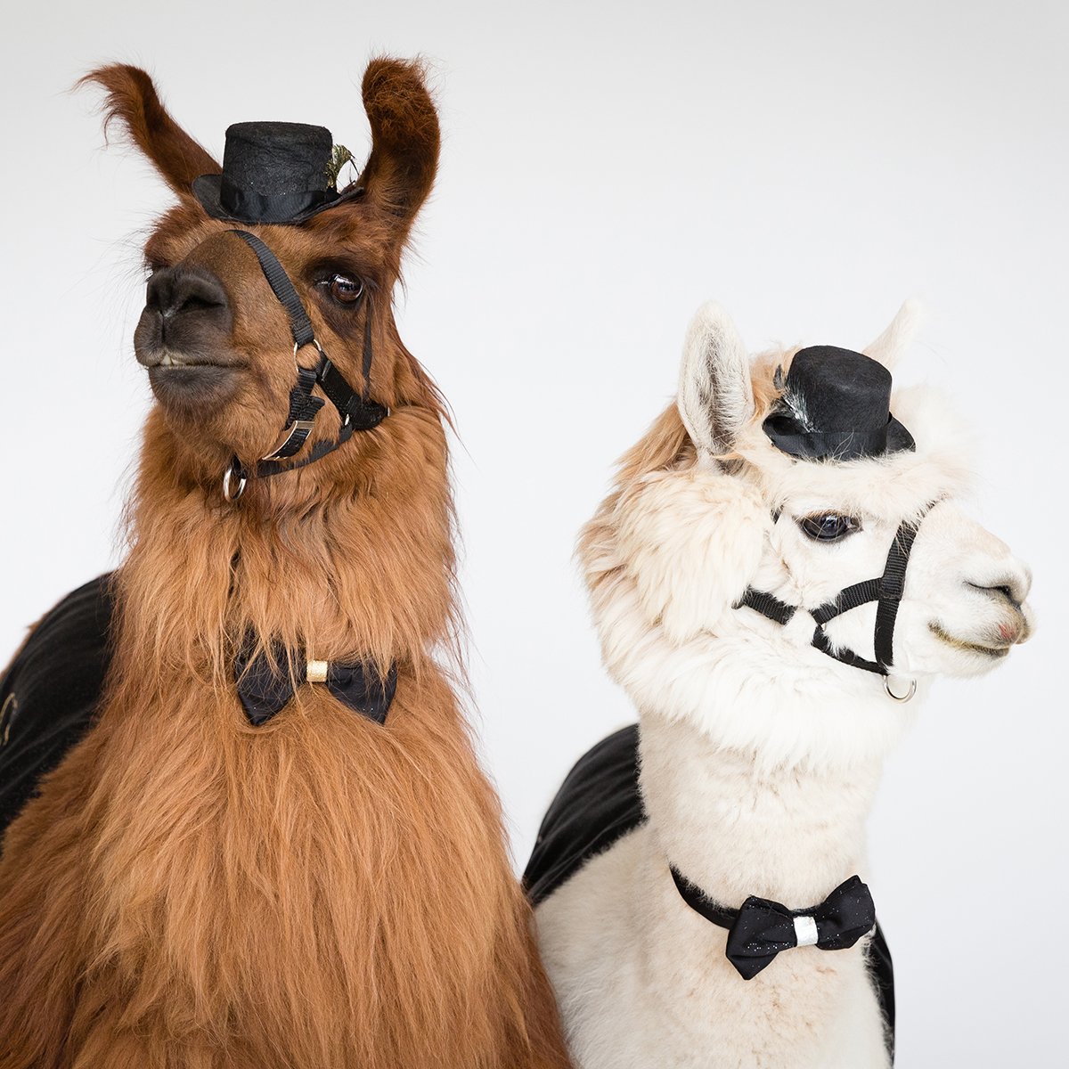 Portland Parks &amp; Rec Night presented by <a href="/FindlayHats/">Findlay Hats</a> is happening on Friday, 6/21 + Rockin’ The Walk with <a href="/NoKindofRider/">No Kind Of Rider</a>! The fun doesn’t stop there. <a href="/RojotheLlama/">Rojo the Llama</a> will be stopping by to pay us a visit! Pick up your tix now at bit.ly/2XTWqKJ! #staypickled