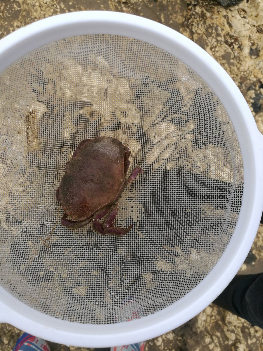 4N <a href="/FirsideJunior/">Firside Junior School</a> have had a fun afternoon exploring the rock pools at West Runton beach.