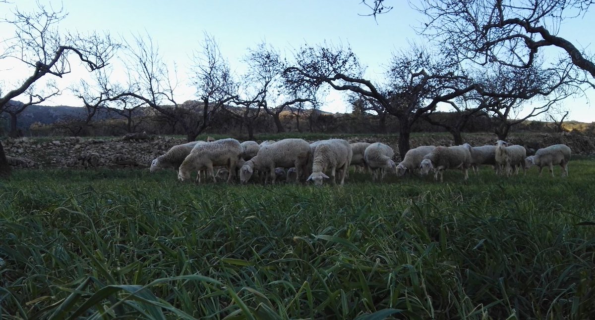 Levante de Castelló tweet media